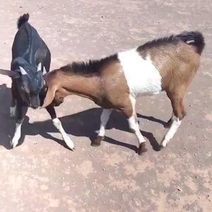 Meet your Posher, Gebriel